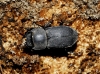 Dorcus parallelipipedus (Linnaeus, 1758)