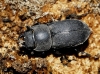 Dorcus parallelipipedus (Linnaeus, 1758)