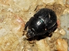 Geotrupes sp.