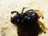 Geotrupes sp.