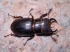 Lucanus (Pseudolucanus) barbarossa Fabricius, 1801