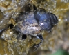 Onthophagus (Palaeonthophagus) opacicollis Reitter, 1892