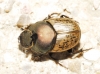 Onthophagus (Palaeonthophagus) vacca Linnaeus, 1767