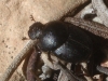 Onthophagus sp.