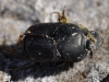 Onthophagus sp.