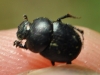 Onthophagus sp.