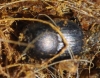 Onthophagus sp.