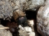 Onthophagus (Palaeonthophagus) vacca Linnaeus, 1767