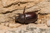 Oryctes (Oryctes) nasicornis grypus (Illiger, 1803)