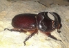 Oryctes (Oryctes) nasicornis grypus (Illiger, 1803)