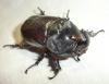Oryctes (Oryctes) nasicornis grypus (Illiger, 1803)