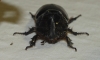 Oryctes (Oryctes) nasicornis grypus (Illiger, 1803)