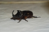Oryctes (Oryctes) nasicornis grypus (Illiger, 1803)