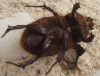 Oryctes (Oryctes) nasicornis grypus (Illiger, 1803)