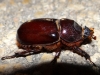 Oryctes (Oryctes) nasicornis grypus (Illiger, 1803)