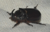 Oryctes (Oryctes) nasicornis grypus (Illiger, 1803)
