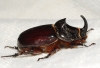 Oryctes (Oryctes) nasicornis grypus (Illiger, 1803)