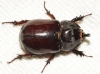 Oryctes (Oryctes) nasicornis grypus (Illiger, 1803)