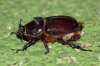 Oryctes (Oryctes) nasicornis grypus (Illiger, 1803)