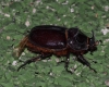 Oryctes (Oryctes) nasicornis grypus (Illiger, 1803)