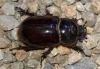 Oryctes (Oryctes) nasicornis grypus (Illigier, 1803)