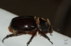 Oryctes (Oryctes) nasicornis grypus (Illigier, 1803)