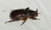 Oryctes (Oryctes) nasicornis grypus (Illigier, 1803)