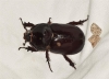 Oryctes (Oryctes) nasicornis grypus (Illigier, 1803)