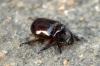 Oryctes (Oryctes) nasicornis grypus (Illigier, 1803)