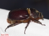 Oryctes (Oryctes) nasicornis grypus (Illigier, 1803)
