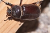 Oryctes (Oryctes) nasicornis grypus (Illigier, 1803)