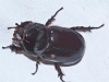 Oryctes (Oryctes) nasicornis grypus (Illigier, 1803)