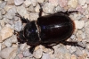 Oryctes (Oryctes) nasicornis grypus (Illigier, 1803)