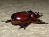 Phyllognathus excavatus (Forster, 1771)