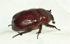 Phyllognathus excavatus (Forster 1771)