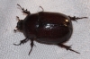 Phyllognathus excavatus (Forster, 1771)