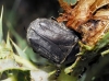 Protaetia (Netocia) oblonga (Gory & Percheron, 1833)