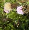 Trichius zonatus