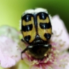 Trichius zonatus Germar, 1829