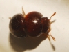 Agathidium ?