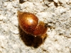 Agathidium? 1d3