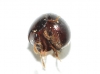 Agathidium, Leiodidae? 3d8 (ex.1)