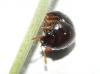 Agathidium, Leiodidae? 4d8 (ex.1)