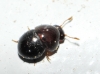 Agathidium, Leiodidae? 5d8 (ex.1)