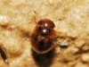 Agathidium sp.