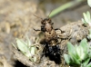 Ontholestes murinus (L.)