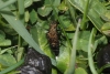 Ontholestes murinus (L.)