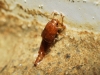 Sepedophilus sp.