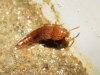 Sepedophilus sp.