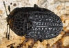 Thanatophilus rugosus (Linnaeus, 1758)